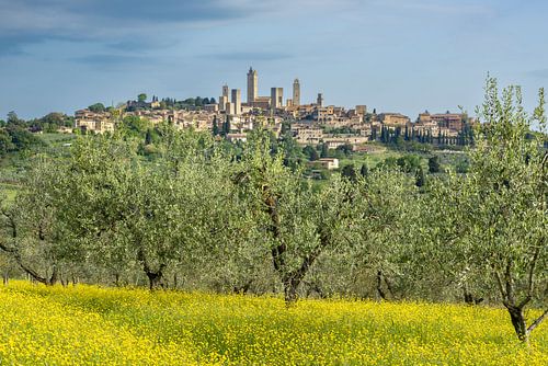 Uitzicht over een lenteweide en olijfbomen naar San Gimignano, Toscane, Italië