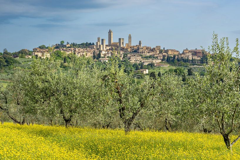 Blick über eine Frühlingswiese und Olivenbäume auf San Gimignano, Toskana, Italien von Walter G. Allgöwer