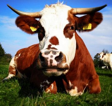 Dutch Biological Cow by Michelle DL