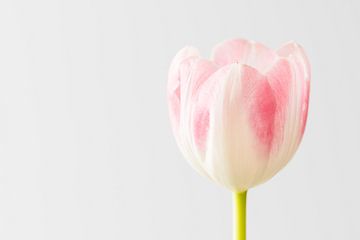 White and pink tulip sur Karin van Waesberghe