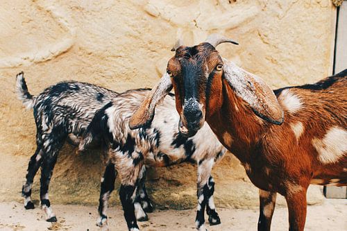 Nubische Geitjes sur Carmen van Dijken
