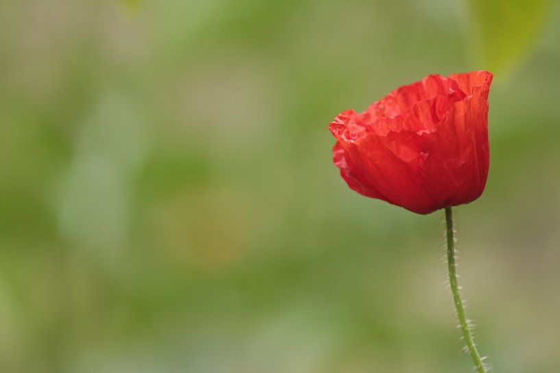 Klaproos in het groen von Mariëlle Heerdt