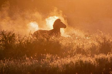 Zebra nimmt ein Staubbad von Linda van der Veeken