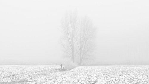 Boom in sneeuwlandschap