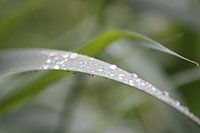 waterdruppels