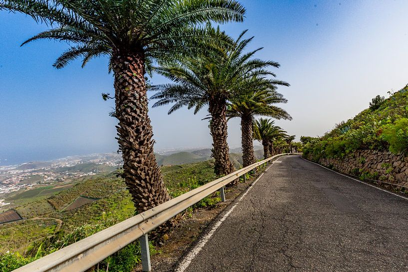Palmiers le long de la route à Gran Canaria par Easycopters