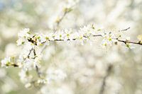 Tak met witte bloesem