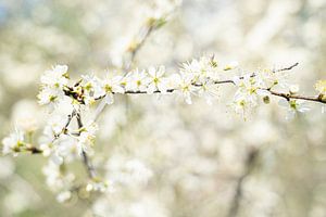Zweig mit weißer Blüte von Mark Damhuis