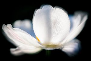Witte Bloem...