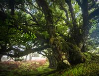Ancient Beauty of Madeira