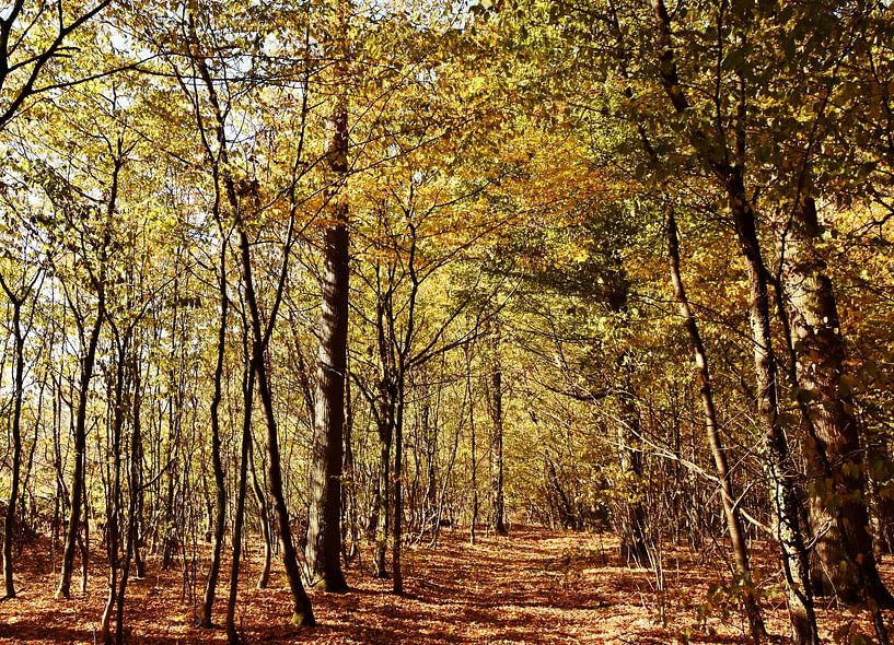 hêtraie inondée de soleil en automne par Werner Lehmann