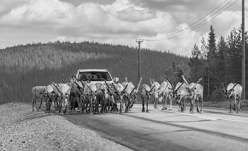 Reindeer in Sweden by Marcel Kerdijk