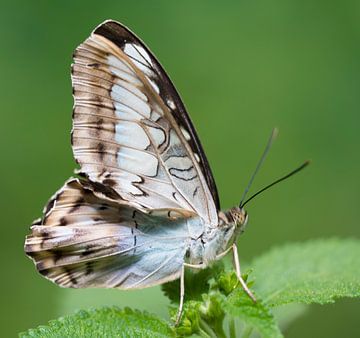 Parthenos Sylvia vlinder van Ingrid Ronde
