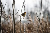 Robin im neuen Biesbosch