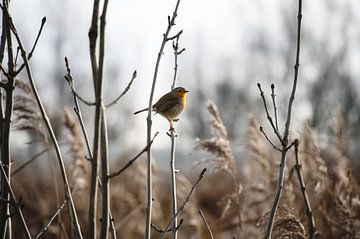 Roodborstje in de nieuwe Biesbosch van Nick Schouwenaars