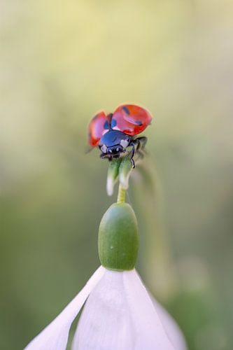 Close-up of a snowdrop with a ladybird