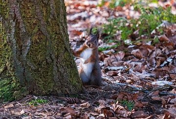 Squirrel by Lisa Dumon