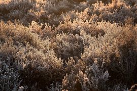 Bevroren heide by Elroy Spelbos Fotografie