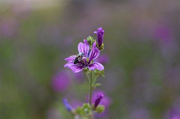 Nahaufnahme einer Biene auf einer lila Blüte - Pollen