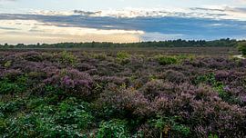 Südheide von Peter Veerman