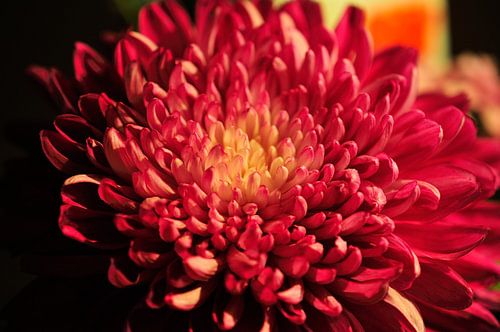 Chrysantheme von Michael Ahl