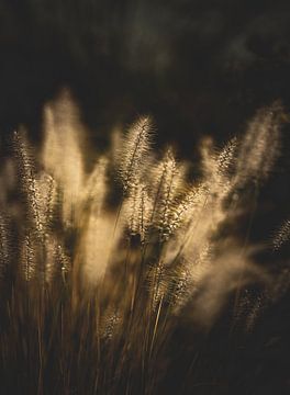 L'herbe à lampions au soleil couchant