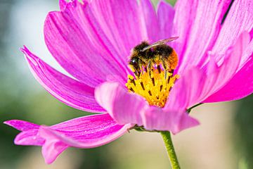 Bij in een roze bloem met gele stampers