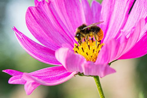Bij in een roze bloem met gele stampers