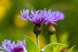 Bloem von Bas Witkop