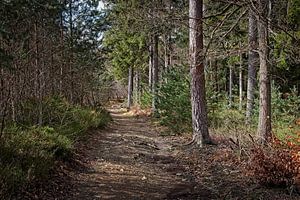 Wald an der Barrage de la Gileppe