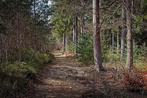 Wald an der Barrage de la Gileppe