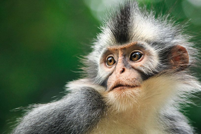 Thomaslangoer - Sumatra, Indonesia by Martijn Smeets