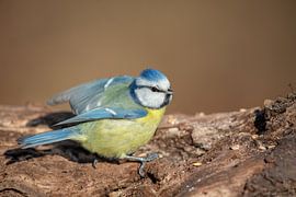 Mésange bleue (Cyanistes caeruleus)