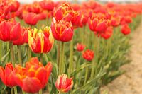 mooie rode tulpen met groene stengels in holland closeup