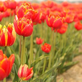 mooie rode tulpen met groene stengels in holland closeup van Angelique Nijssen