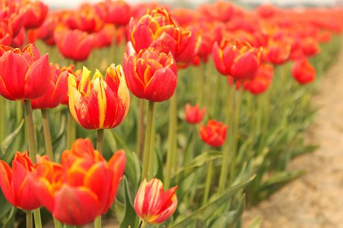 schöne rote tulpen mit grünen stielen in holland nahaufnahme
