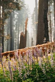Wildflowers by Dominique Rörtgen Fotografie