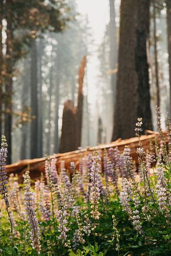 Wildflowers