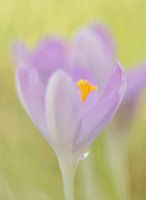 Lila krokus met druppel