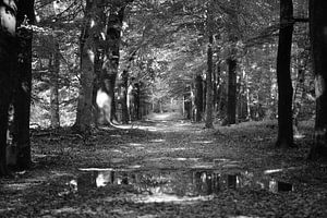 Ein Weg durch den Wald in Schwarz-Weiß