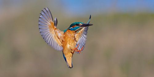 IJsvogel - Incoming!