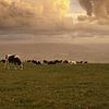 Cows at Epen by Nop Briex