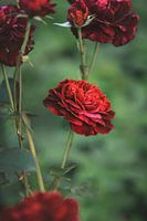 Red rose