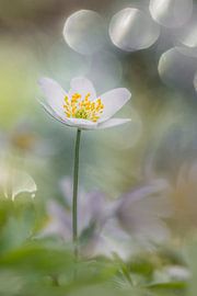 Schönes Solitär von Luc Toegaert