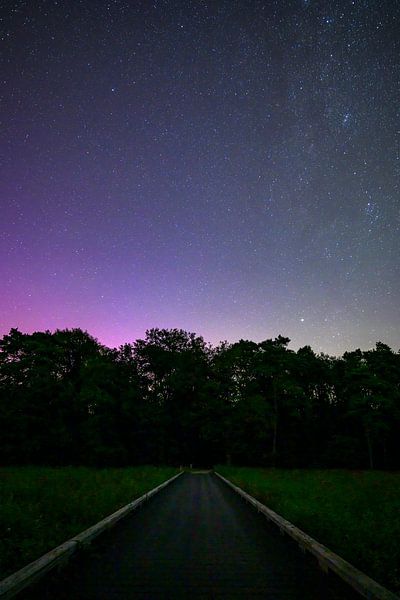 Nordlicht über dem Wald bei Dwingerlerveld in Drenthe von Sjoerd van der Wal Fotografie