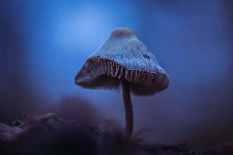 Gelé par peterheinspictures