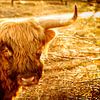 #Schotse Hooglander by Fotografie Arthur van Leeuwen