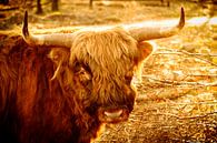 #Schotse Hooglander van Fotografie Arthur van Leeuwen thumbnail