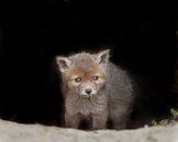 Roter Fuchs von Menno Schaefer Miniaturansicht