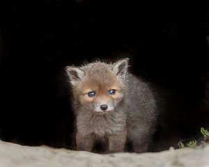 Roter Fuchs von Menno Schaefer